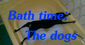 Dogs Bath Time