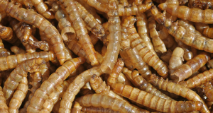 Mealworms Could Save the Planet!! Turns Out They LOVE Plastic Photo by tvol / CC BY