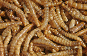 Mealworms Could Save the Planet!! Turns Out They LOVE Plastic Photo by tvol / CC BY