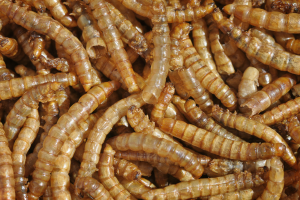 Mealworms Could Save the Planet!! Turns Out They LOVE Plastic Photo by tvol / CC BY