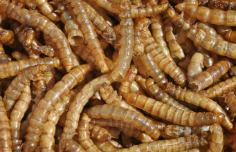 Mealworms Could Save the Planet!! Turns Out They LOVE Plastic Photo by tvol / CC BY