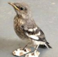 Mockingbird Saved with Adorable Little “Snowshoes” — Source: California Wildlife Center