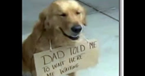 Golden Retriever Sits Patiently at Target While Owner Shops