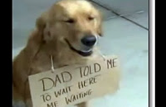 Golden Retriever Sits Patiently at Target While Owner Shops