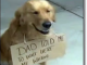 Golden Retriever Sits Patiently at Target While Owner Shops