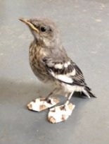 Mockingbird Saved with Adorable Snowshoes