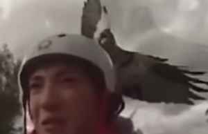 Eagle Attacks Woman Riding Bike
