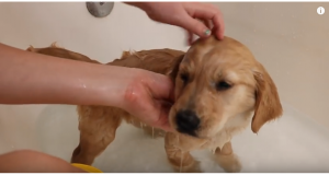 Golden Retreiver Puppy Takes First Bath