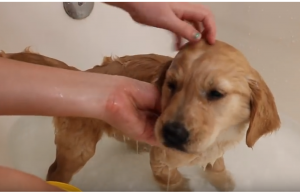 Golden Retreiver Puppy Takes First Bath