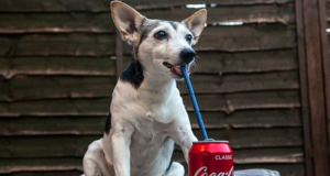 Dog Drinks Coke Everyday for 1 Year