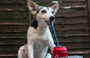 Dog Drinks Coke Everyday for 1 Year