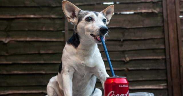 Dog Drinks Coke Everyday for 1 Year