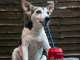 Dog Drinks Coke Everyday for 1 Year