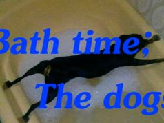 Dogs Bath Time