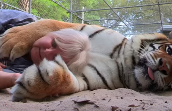 Woman Keeps Bengal Tigers as Pets