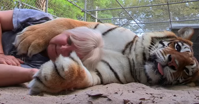 Woman Keeps Bengal Tigers as Pets