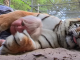 Woman Keeps Bengal Tigers as Pets