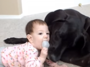 Dogs and Babies Playing