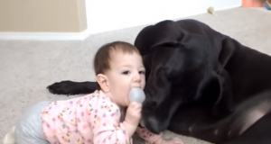 Dogs and Babies Playing