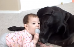 Dogs and Babies Playing
