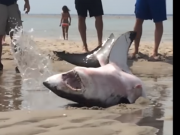 Great White Shark Rescue