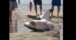 Great White Shark Rescue