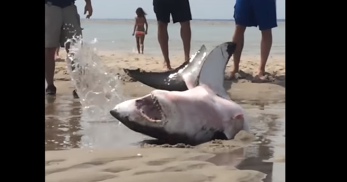 Beach Walkers Stumble Upon Stuck Great White Shark